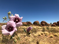 Devils marbles