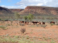 Outback