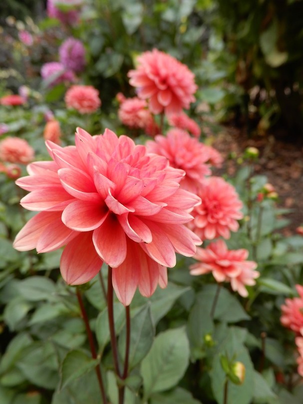 Botanic Garden