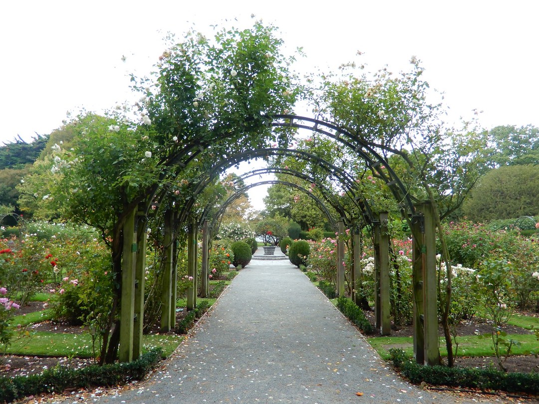 Rose garden