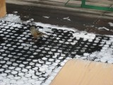 vogel