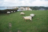 schapen op een klif