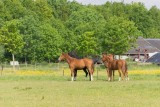 de paarden