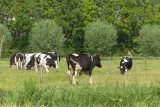wilde meiden