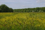bloemenweide