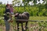 pony´s