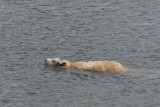 schaap te water