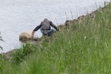 Koos probeert het schaapje op het droge te krijgen