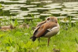 Landgoed Soelen