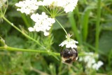 wandelen