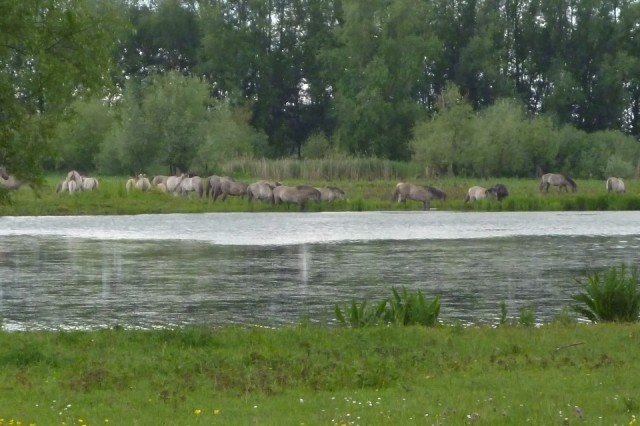 wandelen
