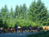 kudde Limousin koeien