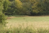 vos in het veld