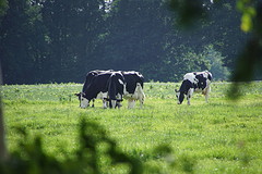 in de wei