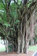 Cairns