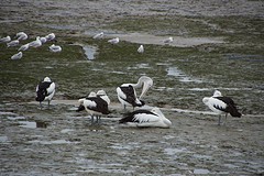 Pelikanen