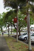 vruchten van de palmboom