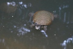schildpadden