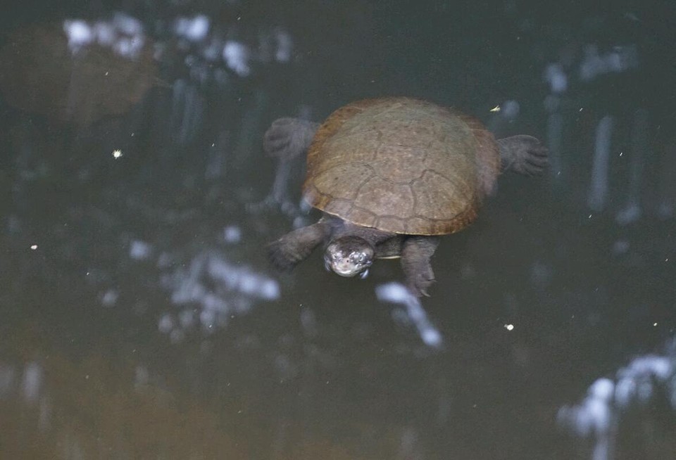 schildpadden