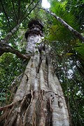 Daintree Rainforest