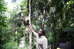 Daintree Rainforest