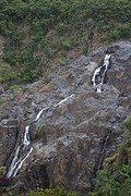 Daintree Rainforest