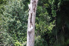 kakatoo in het Daintree Rainforest