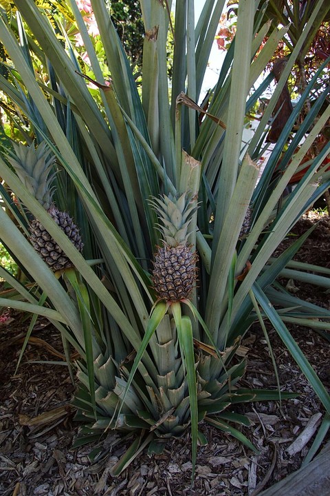 ananas