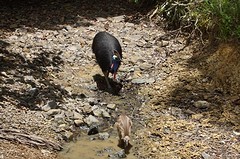 Cassowary