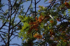 rps20161101_113511