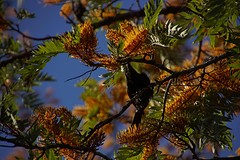 rps20161101_113622