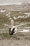 Pelikaan