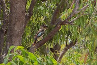 kookaburra