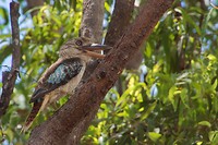 kookabura