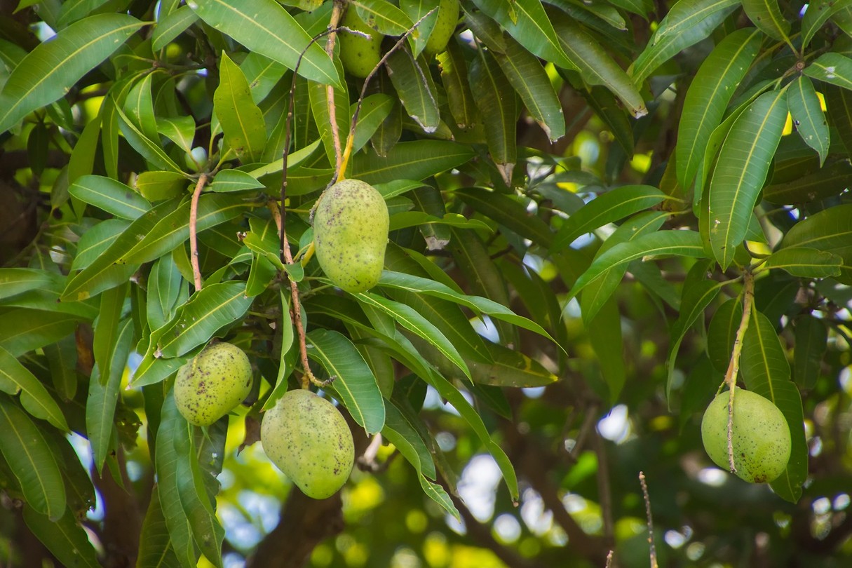 mango