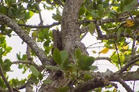 frogmouth
