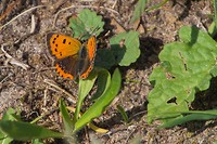 DSC02288