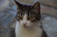 DSC00192