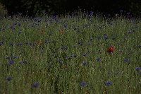 DSC00225