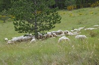 DSC00011