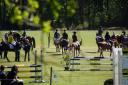 concour hippique
