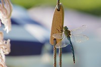 Libelle