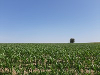 landschap