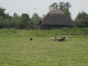 demonstratie schaap hoeden