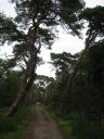 het Bergense bos