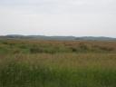 weideland