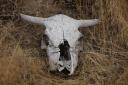 bison skelet