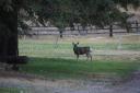 mule deer