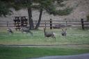 mule deer