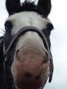 paard